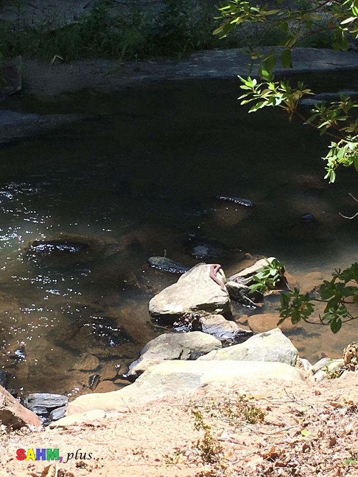 Snake basking on a rock at Toccoa Falls, Georgia