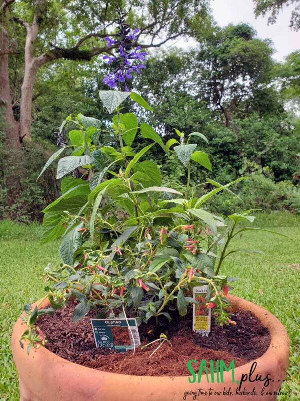 photo of hummingbird, bee, and butterfly garden in a pot