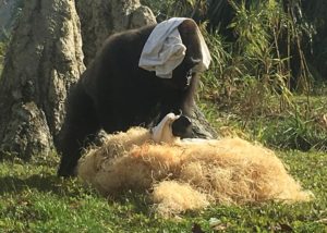 funny gorilla with a blanket on his head