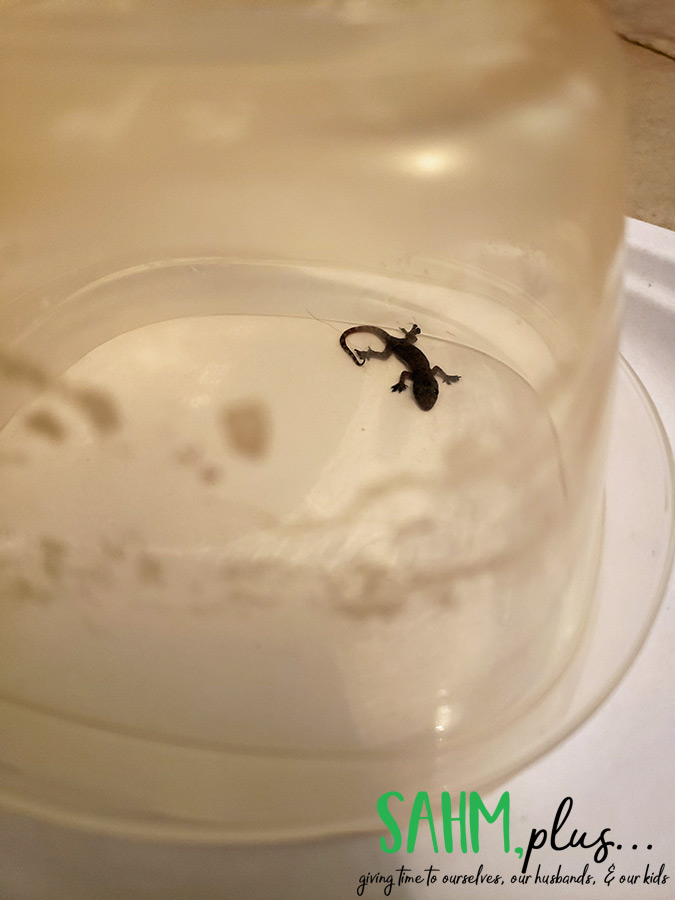 Trapped lizard in old plastic bowl | sahmplus.com