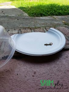 Removing a lizard from my home; releasing the lizard back to the outdoors | sahmplus.com