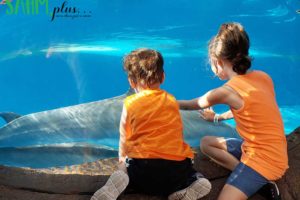 Kids viewing dolphins at SeaWorld Orlando | sahmplus.com