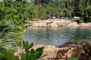 View of dolphin swim pool from our private cabana at discovery cove orlando